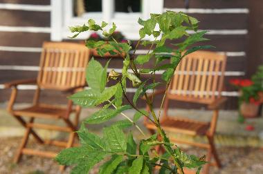Ferienhaus in Jivka - Janovice (Kralovehradecky Kraj) oder Ferienwohnung oder Ferienhaus