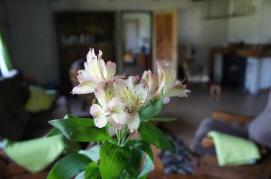 Ferienhaus in Jivka - Janovice (Kralovehradecky Kraj) oder Ferienwohnung oder Ferienhaus