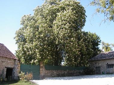 Ferienhaus in ST AUBIN DE LANQUAIS (Dordogne) oder Ferienwohnung oder Ferienhaus