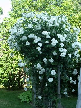 Ferienhaus in ST AUBIN DE LANQUAIS (Dordogne) oder Ferienwohnung oder Ferienhaus