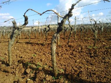 Ferienwohnung in Vi�njan (Istarska) oder Ferienwohnung oder Ferienhaus