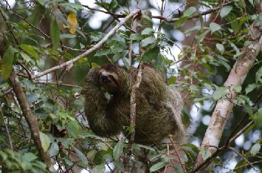 Ferienwohnung in Bahia Drake (Puntarenas) oder Ferienwohnung oder Ferienhaus