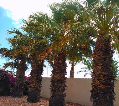 Villa in Torrevieja (Alicante / Alacant) oder Ferienwohnung oder Ferienhaus