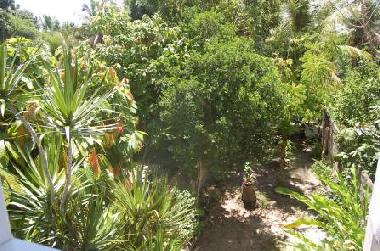 Blick in den tropischen Garten