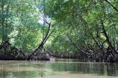 Mangroven