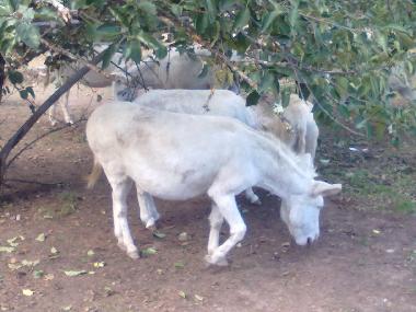 Ferienwohnung in Cabras (Oristano) oder Ferienwohnung oder Ferienhaus