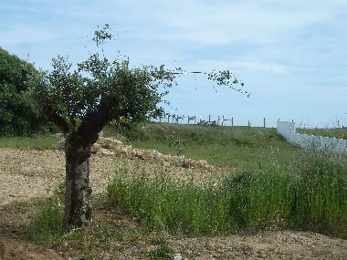 Villa in Azoia (Pennsula de Setbal) oder Ferienwohnung oder Ferienhaus