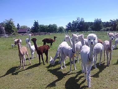In Radensdorf, 6 km entfernt eine Herde Alpakas