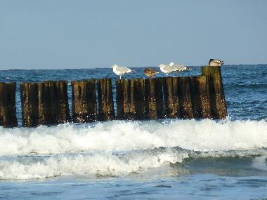 Auch die M�wen finden es toll...