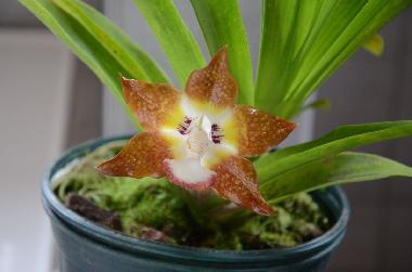 Ferienhaus in Turrialba (Cartago) oder Ferienwohnung oder Ferienhaus