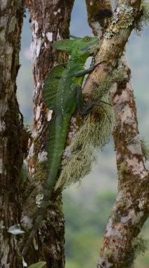 Ferienhaus in Turrialba (Cartago) oder Ferienwohnung oder Ferienhaus