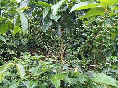 Ferienhaus in Turrialba (Cartago) oder Ferienwohnung oder Ferienhaus