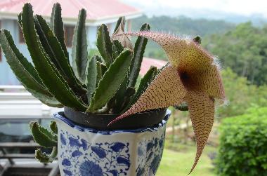 Ferienhaus in Turrialba (Cartago) oder Ferienwohnung oder Ferienhaus