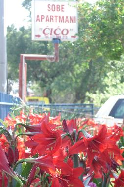 Ferienwohnung in Starigrad Paklenica (Zadarska) oder Ferienwohnung oder Ferienhaus