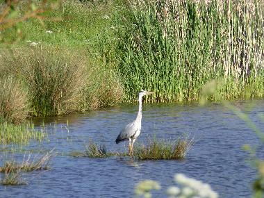 Reiher am Lac des Morinires