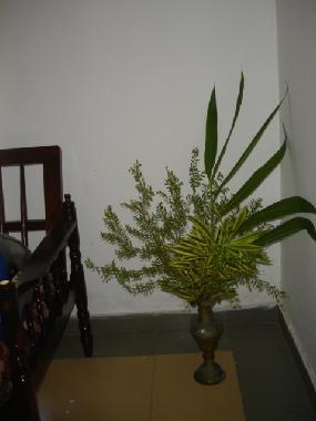 Pension in Hikkaduwa (Galle) oder Ferienwohnung oder Ferienhaus