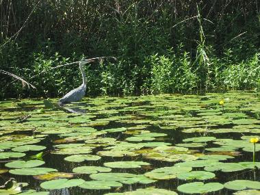 Ferienhaus in Schwerin (Dahme-Spreewald) oder Ferienwohnung oder Ferienhaus