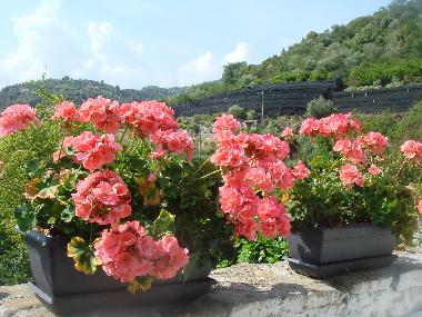 Ferienwohnung in dolceacqua (Imperia) oder Ferienwohnung oder Ferienhaus