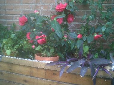 Villa in LARDERO (La Rioja) oder Ferienwohnung oder Ferienhaus