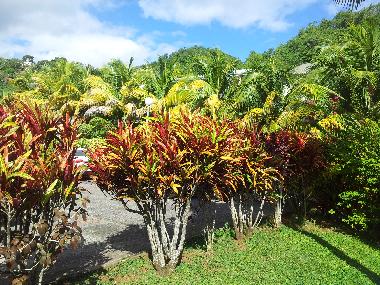 Ferienwohnung in TRINITE (Martinique) oder Ferienwohnung oder Ferienhaus