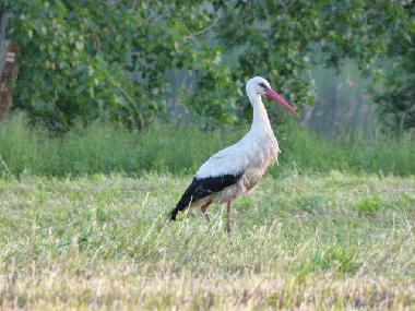 Ferienhaus in Bad Freienwalde (M�rkisch-Oderland) oder Ferienwohnung oder Ferienhaus