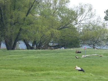 Ferienhaus in Bad Freienwalde (M�rkisch-Oderland) oder Ferienwohnung oder Ferienhaus