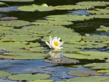 Ferienhaus in Bad Freienwalde (M�rkisch-Oderland) oder Ferienwohnung oder Ferienhaus