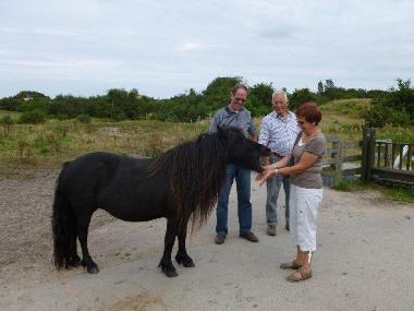 Pony