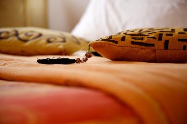 Villa in Marrakech (Marrakech) oder Ferienwohnung oder Ferienhaus