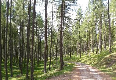Der traumhaft gepflegten M�rchenwald