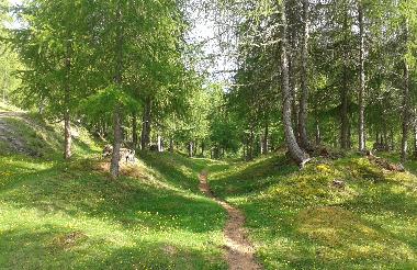 Idyllisch gelegene L�rchwiese