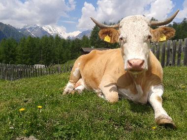 Auf Du und DU mit der Kuh!