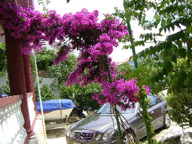 Ferienwohnung in Mandre (Zadarska) oder Ferienwohnung oder Ferienhaus