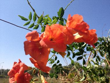 Blte des Granatapfel im Garten