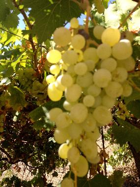 Weintrauben im Garten