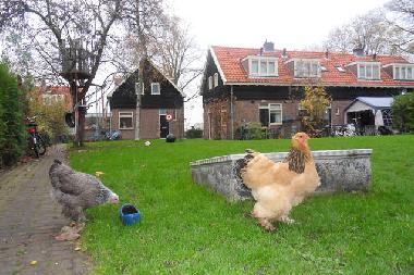 Ferienhaus in Amsterdam (Noord-Holland) oder Ferienwohnung oder Ferienhaus