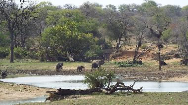 Ferienhaus in Hoedspruit (Mpumalanga) oder Ferienwohnung oder Ferienhaus