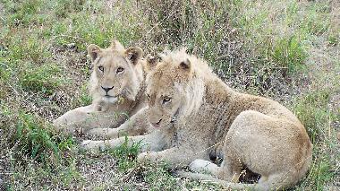 Ferienhaus in Hoedspruit (Mpumalanga) oder Ferienwohnung oder Ferienhaus