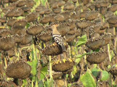 Villa in Botevo (Yambol) oder Ferienwohnung oder Ferienhaus