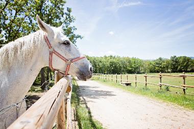 Ferienwohnung in RABANAL DEL CAMINO (Len) oder Ferienwohnung oder Ferienhaus
