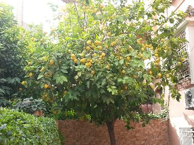 Ferienwohnung in Marrakech (Marrakech) oder Ferienwohnung oder Ferienhaus