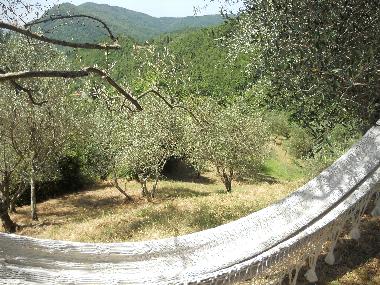 Pension in FIVIZZANO (Massa-Carrara) oder Ferienwohnung oder Ferienhaus