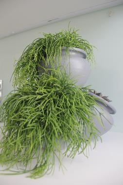 Ferienwohnung in Guimares (Norte) oder Ferienwohnung oder Ferienhaus