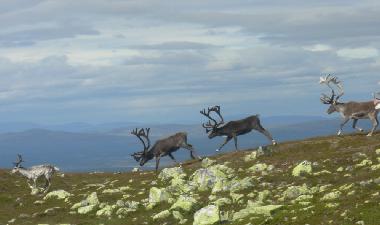 Ferienhaus in Lofsdalen (H�rjedalen) oder Ferienwohnung oder Ferienhaus