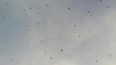 Ferienhaus in Anuradhapura (Anuradhapura) oder Ferienwohnung oder Ferienhaus