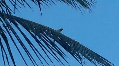 Ferienhaus in Anuradhapura (Anuradhapura) oder Ferienwohnung oder Ferienhaus