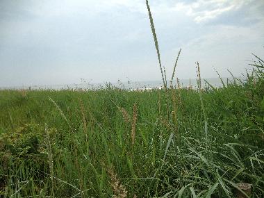 Ferienhaus in Neuhaus/Oste  (Nordsee-Festland / Ostfriesland) oder Ferienwohnung oder Ferienhaus
