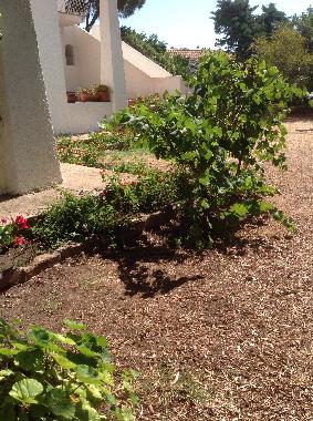 Ferienwohnung in Olbia (Olbia-Tempio) oder Ferienwohnung oder Ferienhaus
