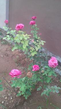 Ferienhaus in Urumpirai, Jaffna (Jaffna) oder Ferienwohnung oder Ferienhaus