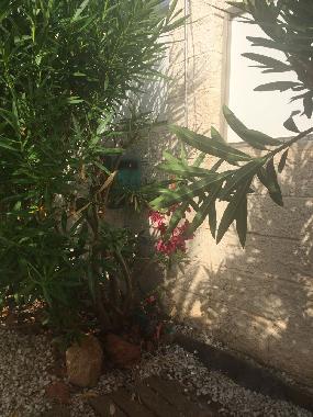 Villa in Benidorm (Alicante / Alacant) oder Ferienwohnung oder Ferienhaus